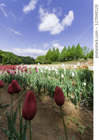 Colorful tulip field with blue sky background 127048528