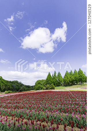 Blue sky and colorful tulip field 127048529