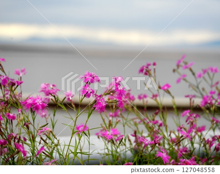 Dianthus overlooking Osaka Bay 127048558