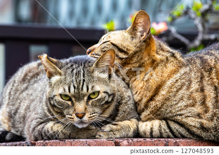 Good friend stray cat Good friend stray cat 127048593