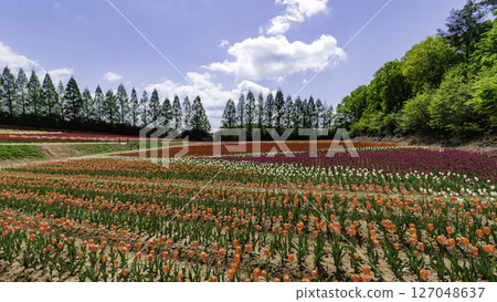 Colorful tulip field with blue sky background Colorful tulip field with blue sky background 127048637