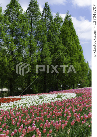 A park filled with tulip fields in early summer A park filled with tulip fields in early summer 127048707