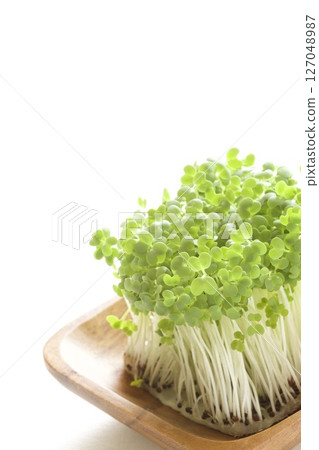 西蘭花芽 127048987