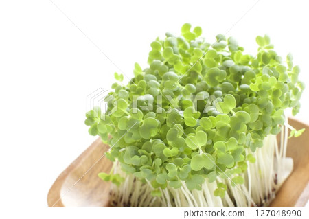 Broccoli Sprout 127048990