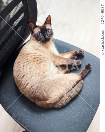 Siamese cat resting on office chair. Domestic animal, indoor relaxationand pet concept Siamese cat resting on office chair. Domestic animal, indoor relaxationand pet concept 127049087