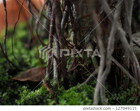 長滿青苔的花園立體模型,其中有一棵榕樹,其花語是“健康”和“幸福快樂” 長滿青苔的花園立體模型,其中有一棵榕樹,其花語是“健康”和“幸福快樂” 127049115