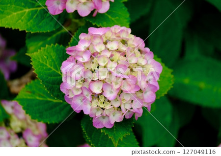 粉紅色繡球花在風中搖曳（特寫） 127049116