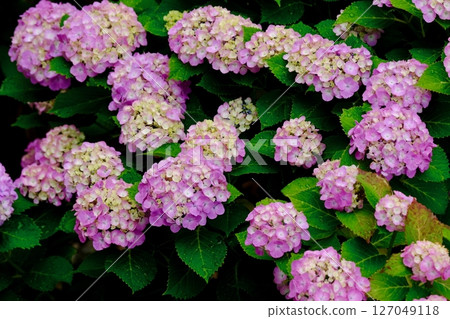 粉紅色繡球花隨風搖曳（叢） 127049118