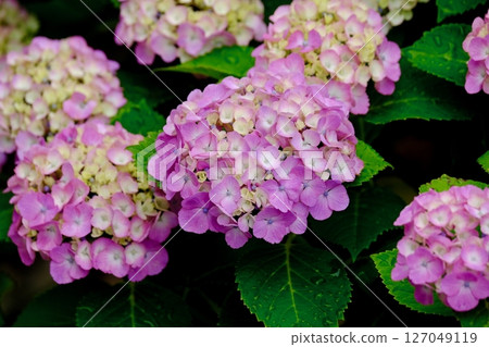 粉紅色繡球花隨風搖曳（叢） 127049119