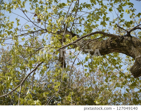 Oak tree and blue sky 127049140