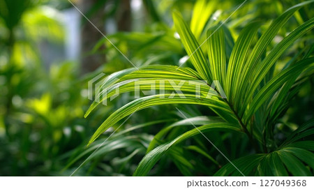 Lush Green Tropical Foliage in Sunlight 127049368