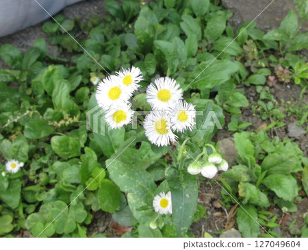 Himeyeon的白花 Himeyeon的白花 127049604