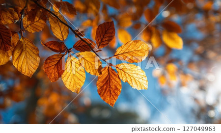 Autumn Leaves Branch Sunlight Backlit 127049963