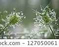 雨後的黑種草花 127050061