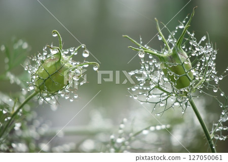 雨後的黑種草花 127050061