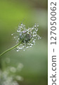黑種草花與水滴 127050062