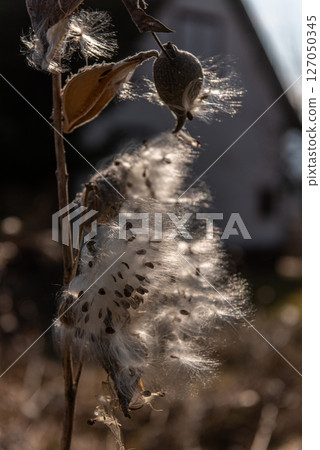 milkweed, butterfly flower, silkweed, silky swallow-wort. Seeds emerging from a follicle  127050345
