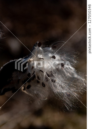 milkweed, butterfly flower, silkweed, silky swallow-wort. Seeds emerging from a follicle  127050346