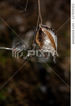 milkweed, butterfly flower, silkweed, silky swallow-wort. Seeds emerging from a follicle  127050352