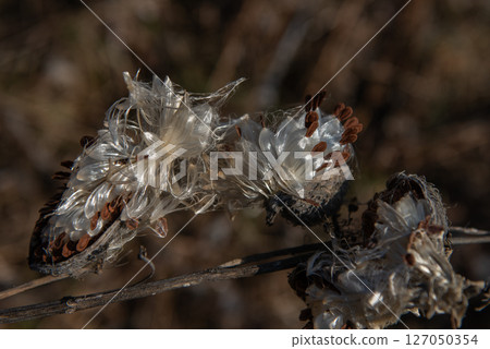 milkweed, butterfly flower, silkweed, silky swallow-wort. Seeds emerging from a follicle milkweed, butterfly flower, silkweed, silky swallow-wort. Seeds emerging from a follicle 127050354