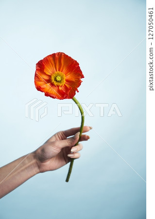 Bright orange flower held by hand against a light blue background Bright orange flower held by hand against a light blue background 127050461