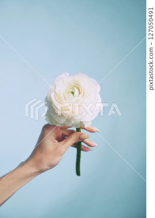 Beautiful white flower held against a soft blue background in a serene setting Beautiful white flower held against a soft blue background in a serene setting 127050491
