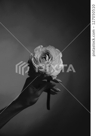 Elegant black and white flower held delicately in a hand 127050510