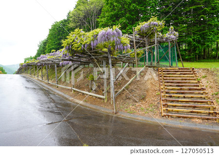 Wisteria trellis at Heiwayama Park in Maruseppu, Engaru Town (rainy day) 127050513