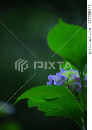 雨中的繡球花 127050641