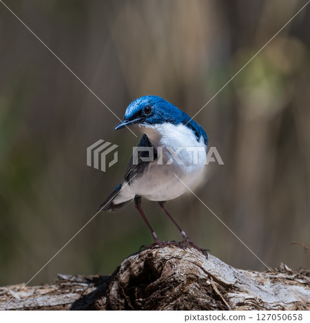 Male blue-and-white flycatcher Male blue-and-white flycatcher 127050658