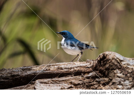 Male blue-and-white flycatcher 127050659