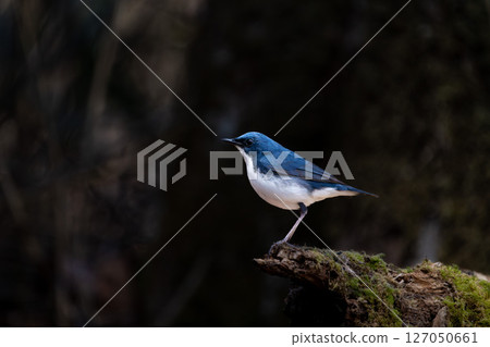 Male blue-and-white flycatcher 127050661