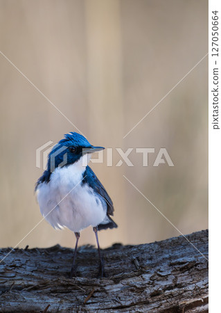 雄性藍白霸鶲 雄性藍白霸鶲 127050664