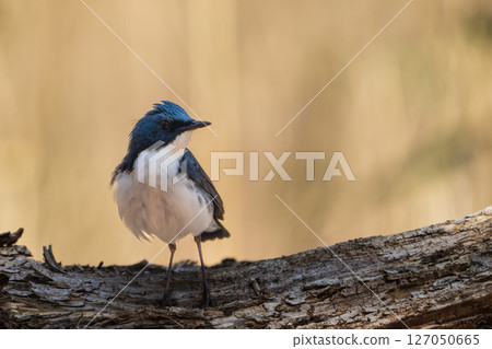 雄性藍白霸鶲 127050665
