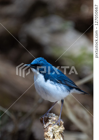 雄性藍白霸鶲 127050667