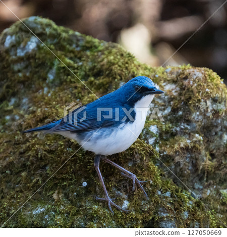 Male blue-and-white flycatcher 127050669