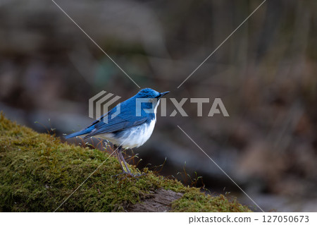 Male blue-and-white flycatcher Male blue-and-white flycatcher 127050673