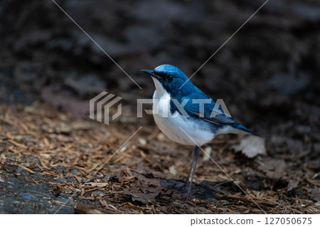 Male blue-and-white flycatcher Male blue-and-white flycatcher 127050675