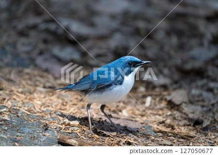 Male blue-and-white flycatcher Male blue-and-white flycatcher 127050677