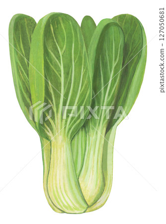 Chingen綠黨的插圖 Chingen綠黨的插圖 127050681