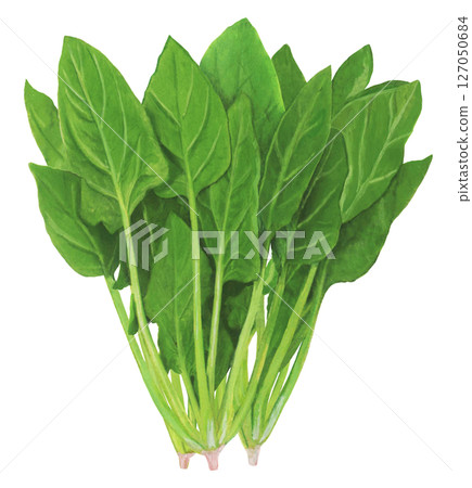 菠菜插圖 127050684
