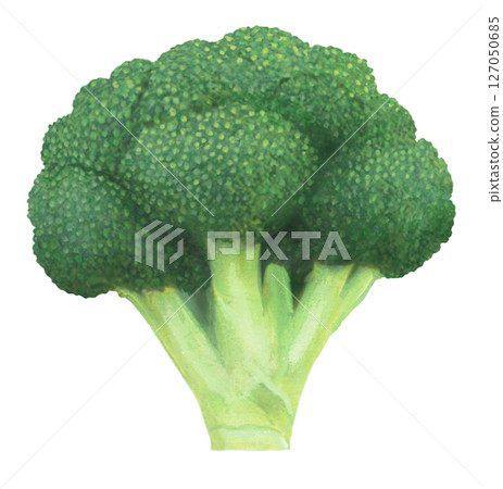 Broccoli illustration Broccoli illustration 127050685