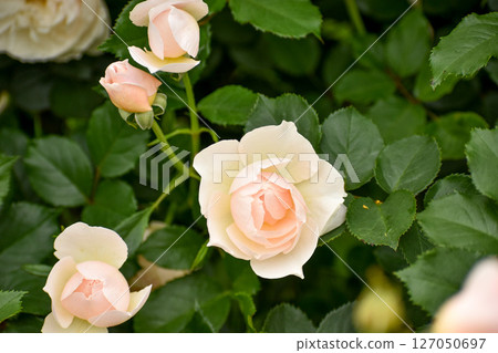 Cream-colored spring roses 127050697