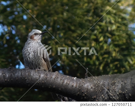 Brown-eared bulbul 02 127050711