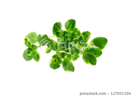 Fresh thyme sprig isolated on white background. Lemon thyme or Thymus citriodorus. Medicinal and culinary herb. Clipping path. Fresh thyme sprig isolated on white background. Lemon thyme or Thymus citriodorus. Medicinal and culinary herb. Clipping path. 127051104