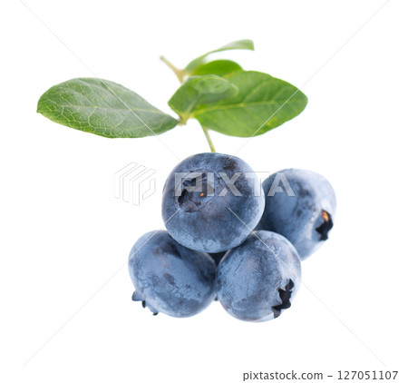 Blueberry branch isolated on white background. Bilberry or whortleberry with green leaves. Clipping path. Blueberry branch isolated on white background. Bilberry or whortleberry with green leaves. Clipping path. 127051107