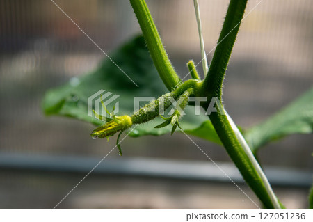 Fresh, green little cucumber hangs on a branch in the greenhouse. The concept of growing eco-friendly products in a home greenhouse 127051236