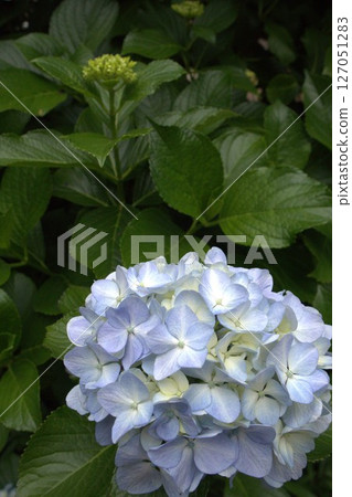 繡球花和花蕾 繡球花和花蕾 127051283