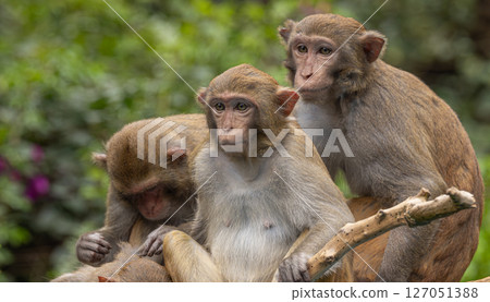 Macaques in nature. Macaques constitute a genus (Macaca) of gregarious monkeys. 127051388
