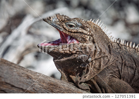 Iguana on island in the Caribbean sea... 127051391